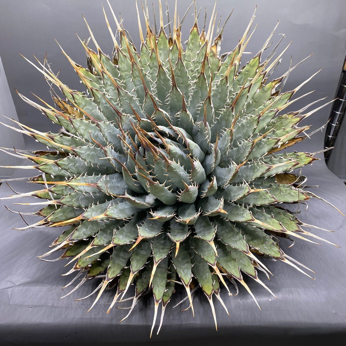 S503-66【小株】陽炎蕾形厚肉粗曲棘アガベ ユタエンシス /Agave S503-66【小株】陽炎蕾形厚肉粗曲棘アガベ ユタエンシス /Agave