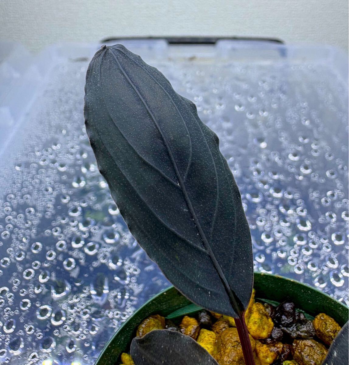 BUCEPHALANDRA for けい@ BUCEPHALANDRA for けい@