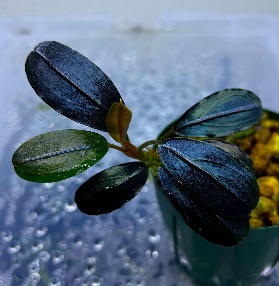 Bucephalandra sp. Blue Melon