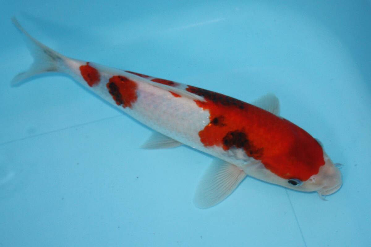  Showa era three color large mountain . fish place production approximately 28cm 2 -years old .. for 