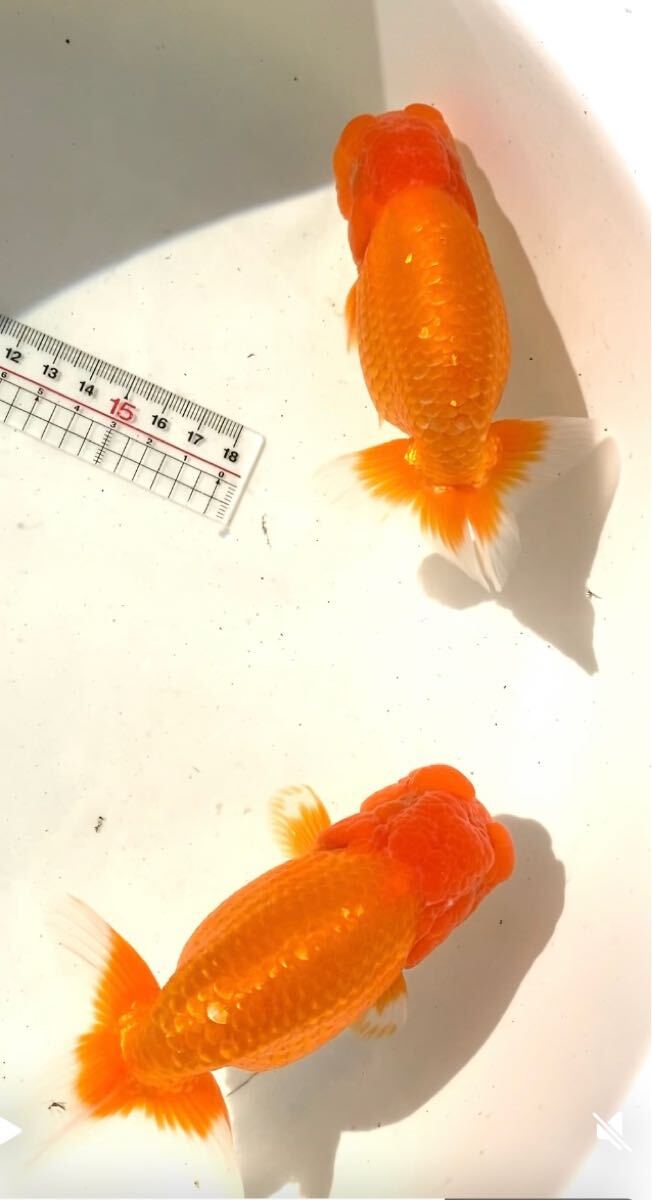 まりもヘッド　らんちゅう2歳　２匹セット　全長12センチ 