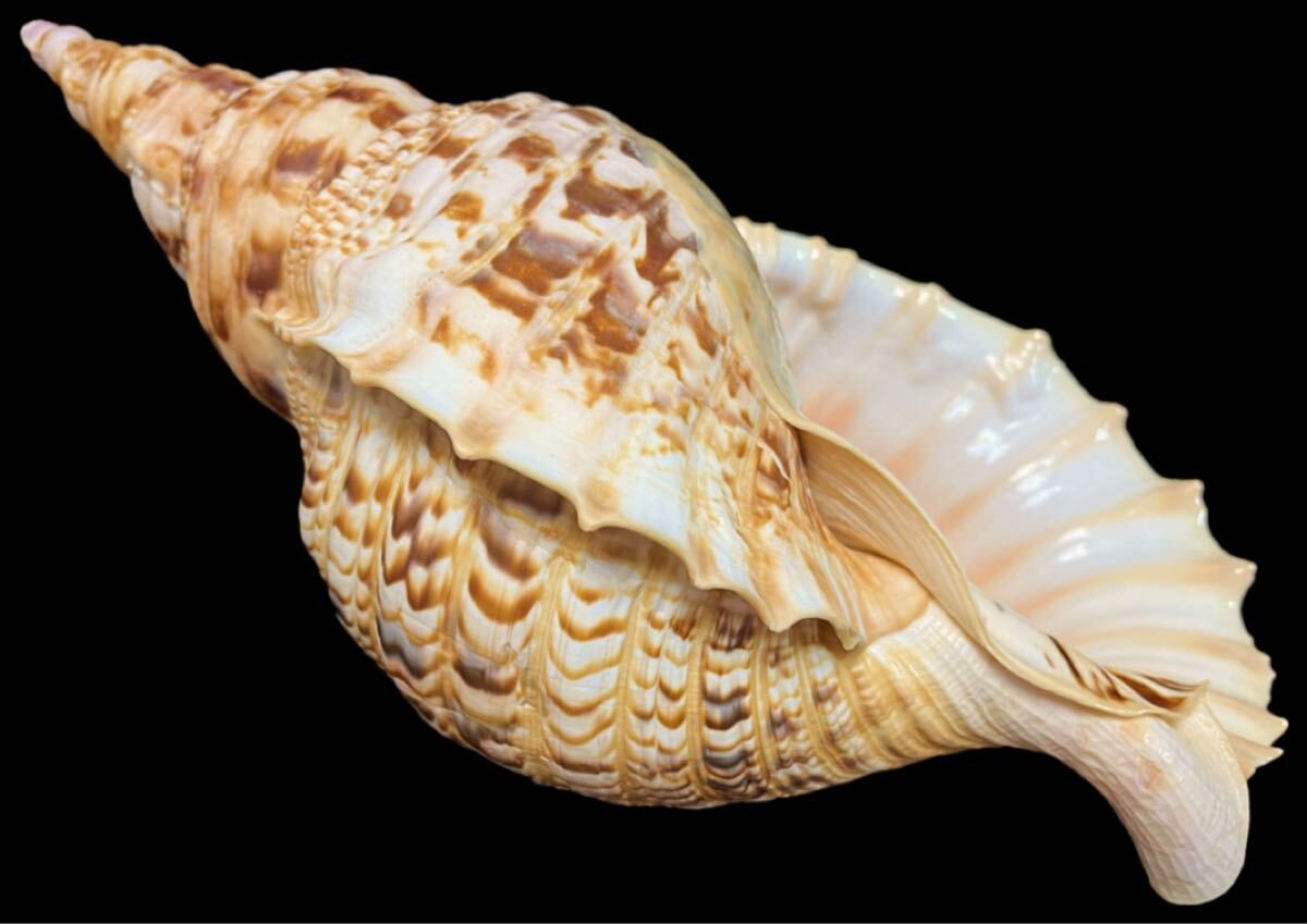 NO.1313 法螺貝 40cm ほら貝 ホラ貝 山伏 笛 オブジェ NO.1313 法螺貝 40cm ほら貝 ホラ貝 山伏 笛 オブジェ