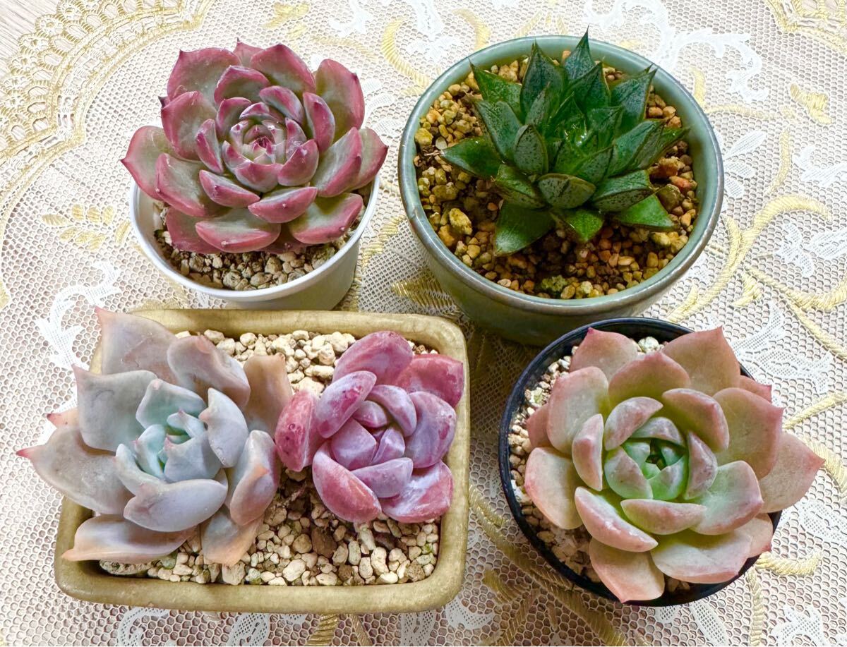特選レア美苗★多肉植物・５点セット♪D