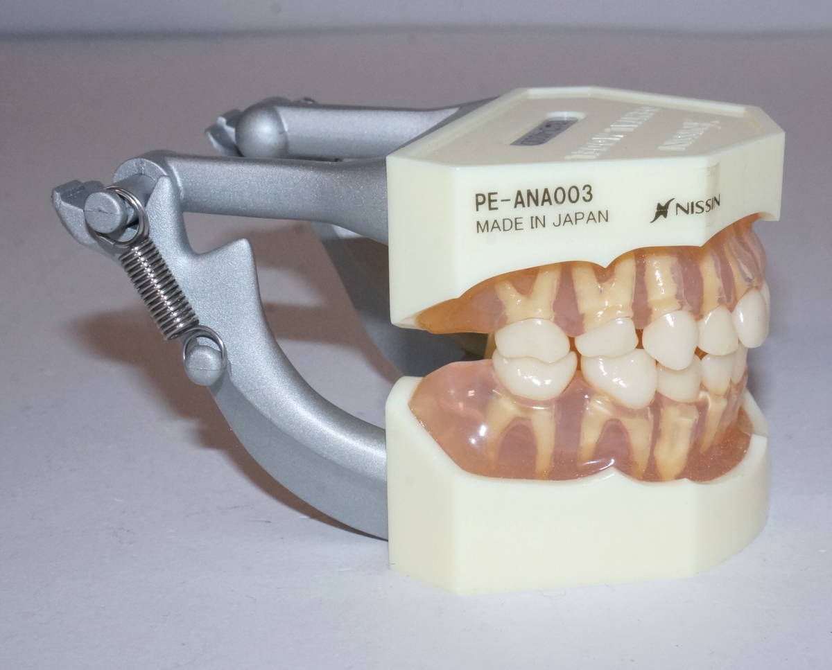 実習用顎模型　NISSIN 複製歯牙着脱顎模型 乳歯 複製歯牙着脱模型 [PE-ANA009(I21D-400C)]｜株式会社ニッシン