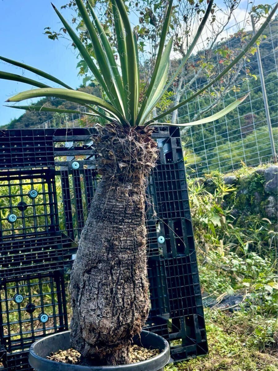 現品・現物】幹が激太！ユッカ・ファクソニアーナ yucca