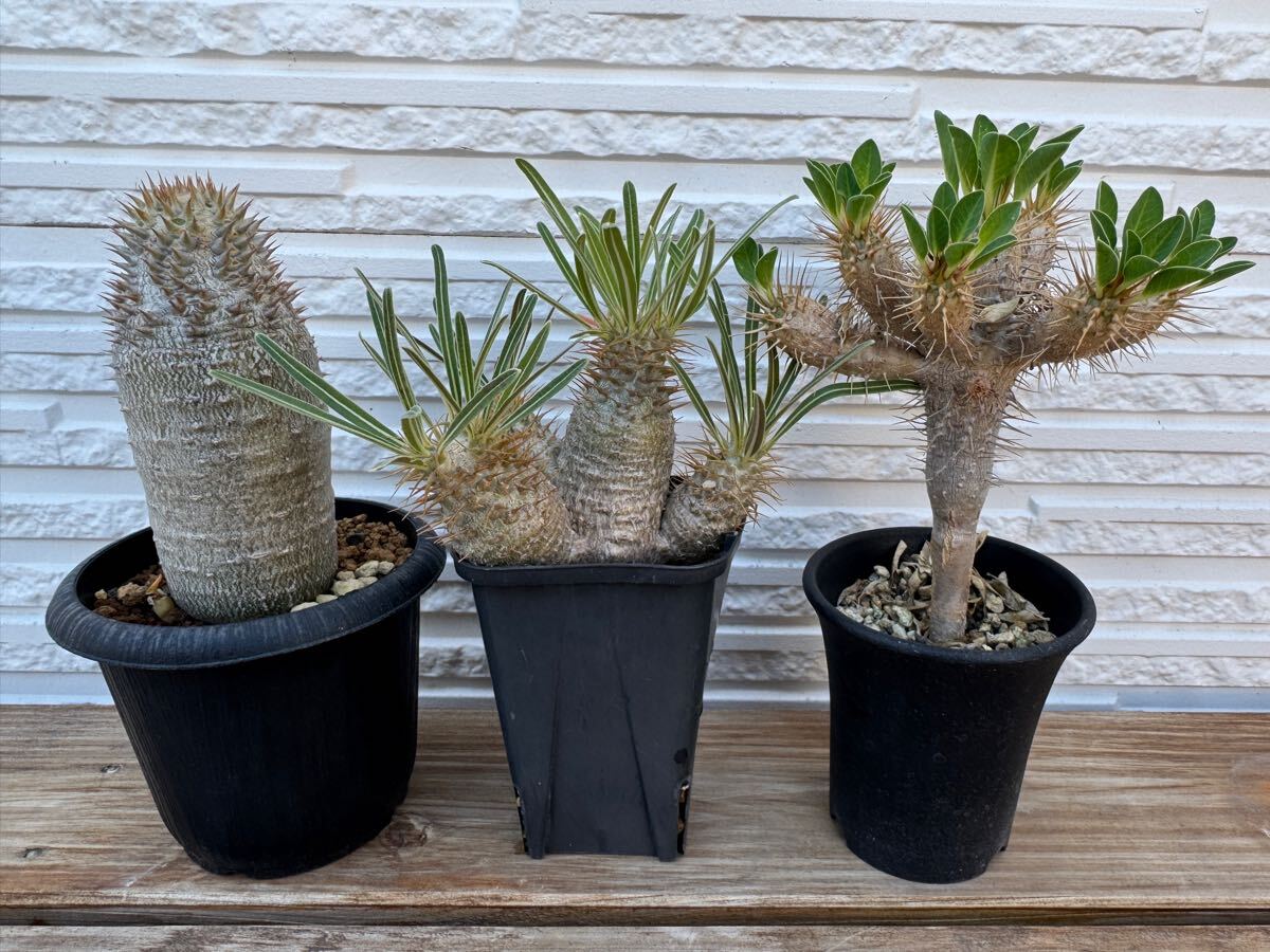 3塊根植物-パキポディウム グラキリス コーデックス 多肉植物 現地株