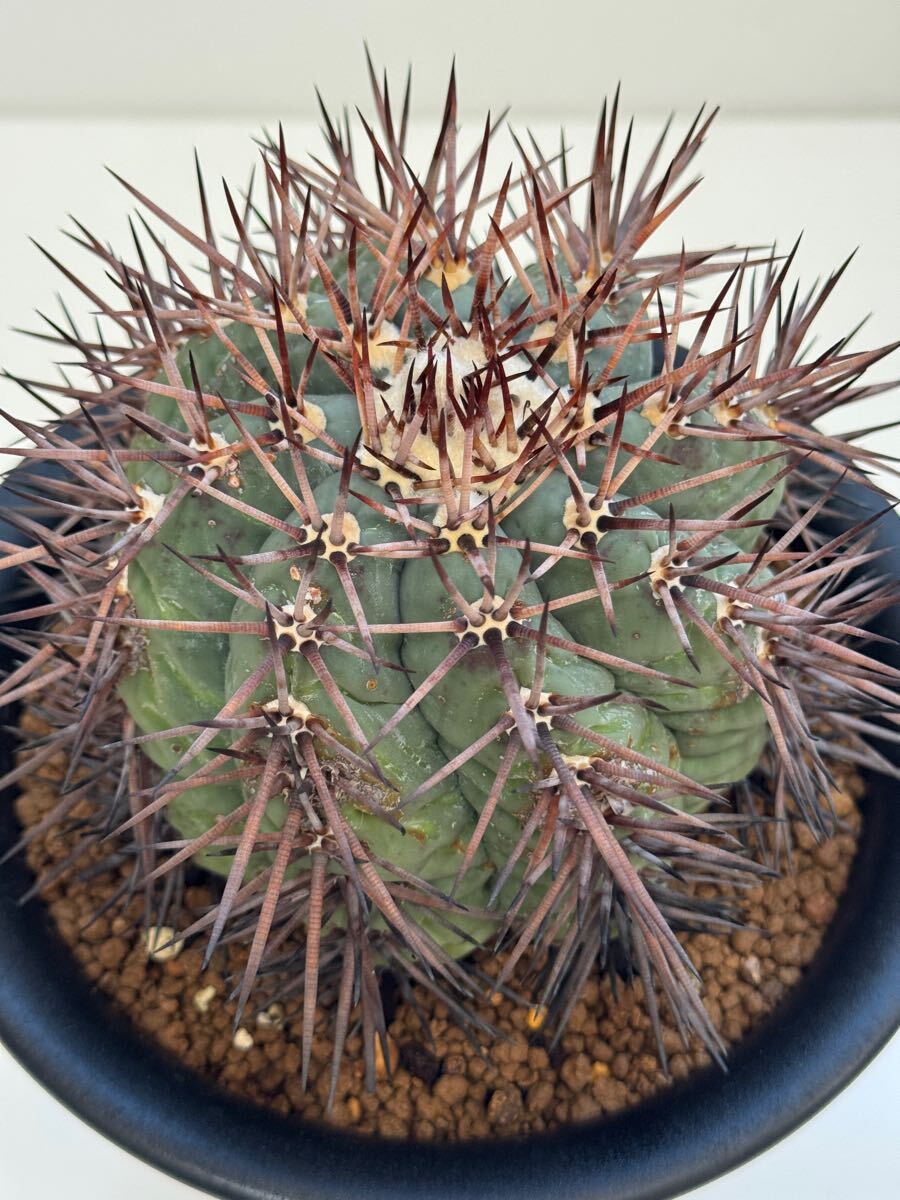 エキノカクタス 太平丸 サボテン 多肉植物