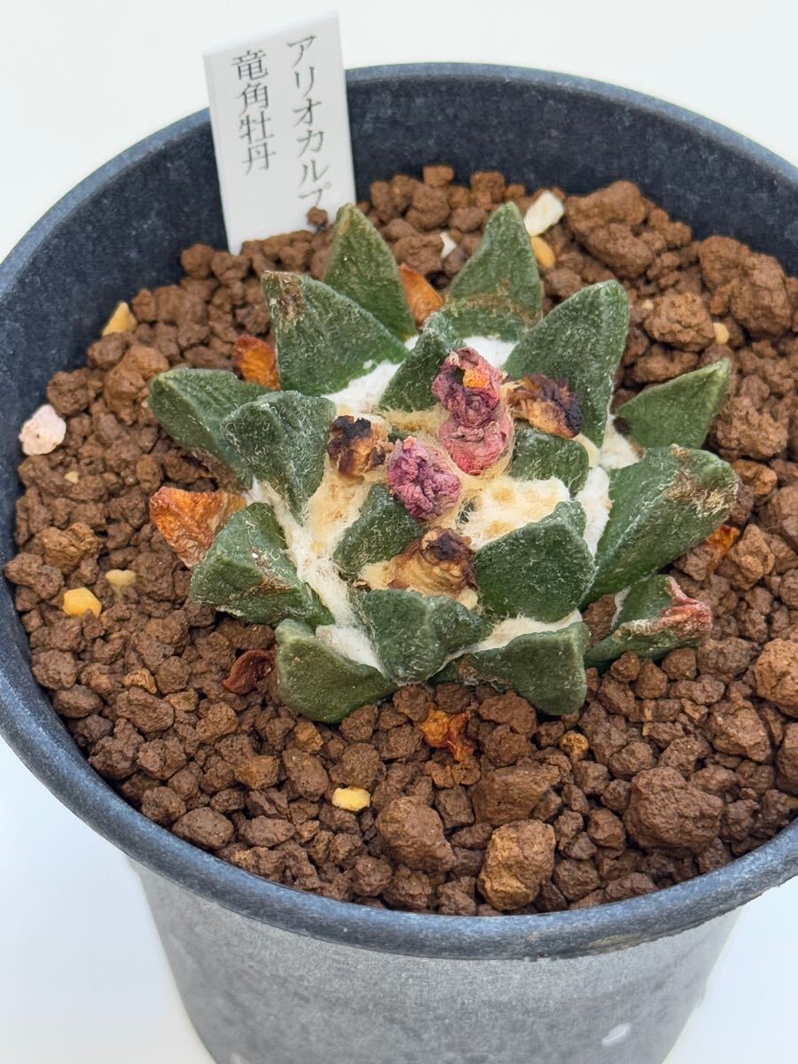 アリオカルプス 竜角牡丹 多肉植物 サボテン