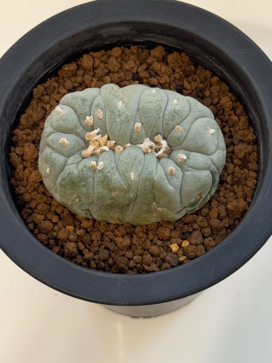 ロフォフォラ ロホホラ 銀冠玉モンスト綴化 サボテン 多肉植物 実生 銀冠玉 白肌銀冠玉