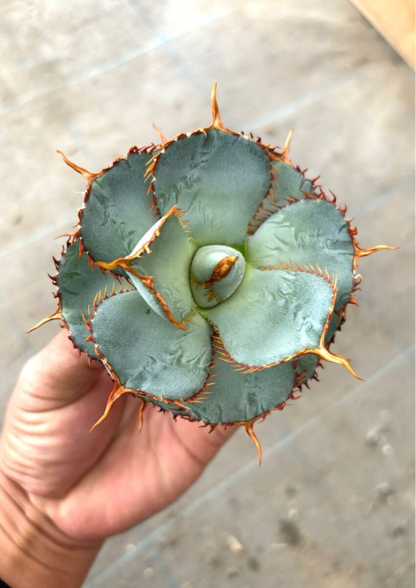Yahoo!オークション - Agave 圓葉瓜達 guadalajarana Round Yahoo!オークション - Agave 圓葉瓜達 guadalajarana Round