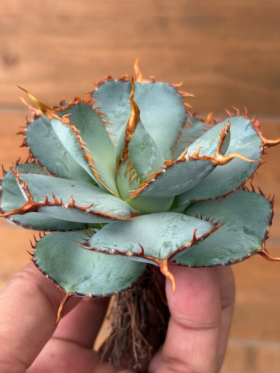 Yahoo!オークション - Agave 圓葉瓜達 guadalajarana Round