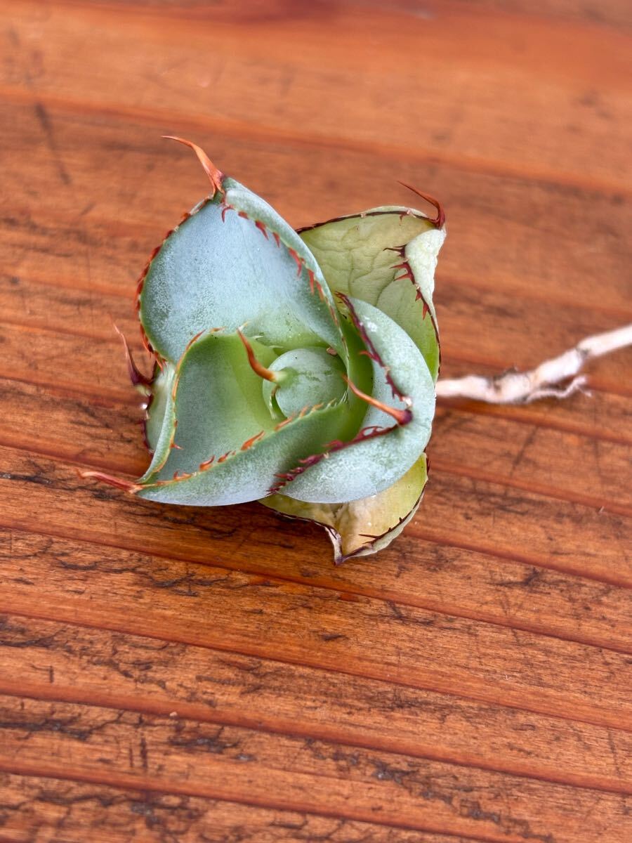 Yahoo!オークション - Agave 圓葉瓜達 guadalajarana Round Yahoo!オークション - Agave 圓葉瓜達 guadalajarana Round