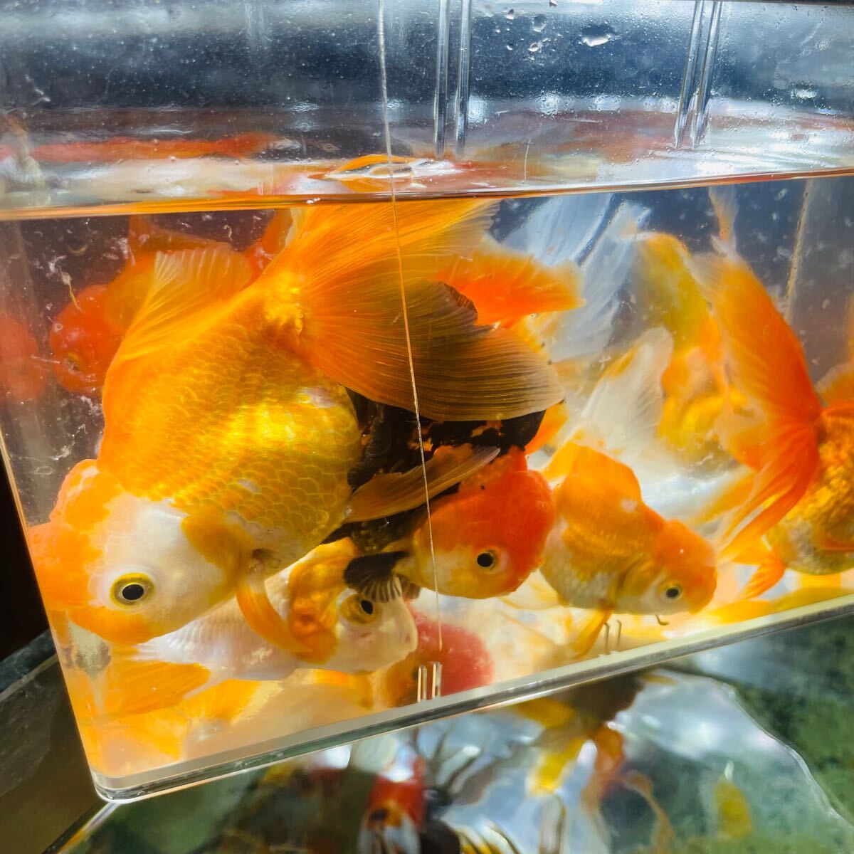 ショートテールオランダ　ジャンボオランダ　 オランダ獅子頭　リュウキン　9匹 ニ歳魚 写真現物