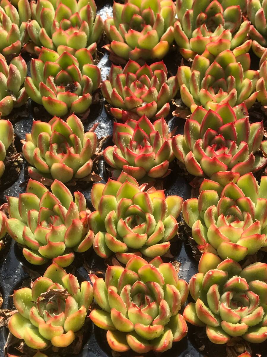 新入荷 ダイアナ A177-1*72苗 多肉植物 カット苗 エケベリア レア種 韓国苗 サボテン 詰め合わせ
