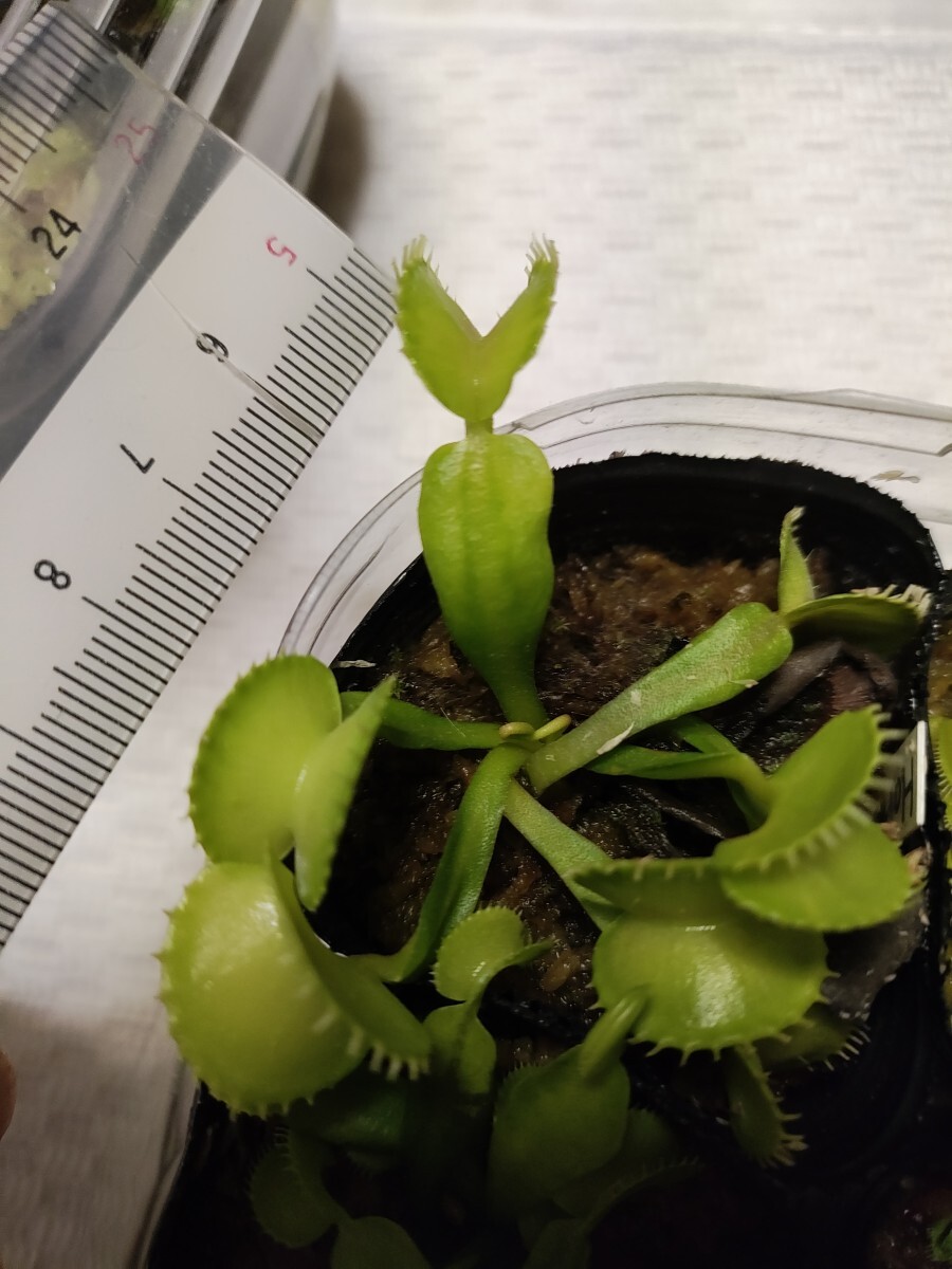 食虫植物 ハエトリグサHarmony