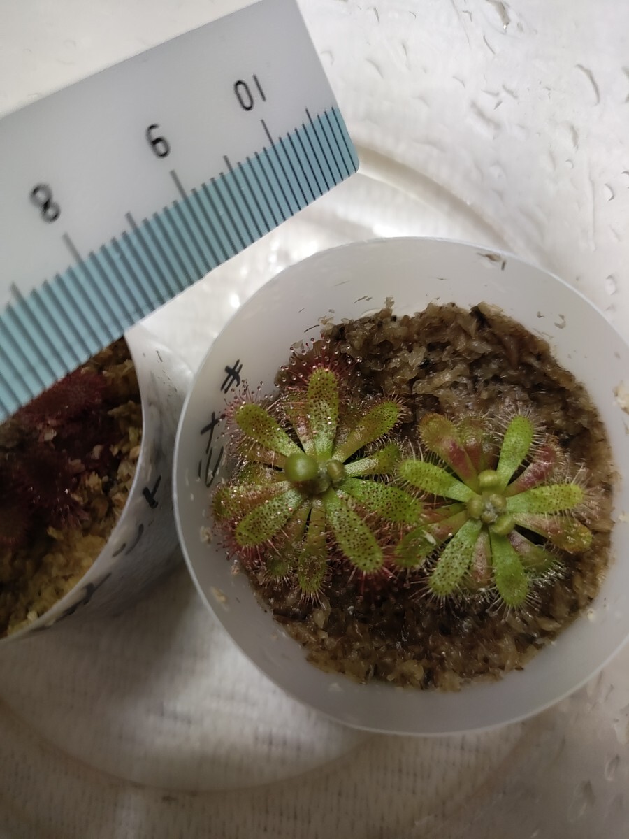 食虫植物 ドロセラ・キメラ