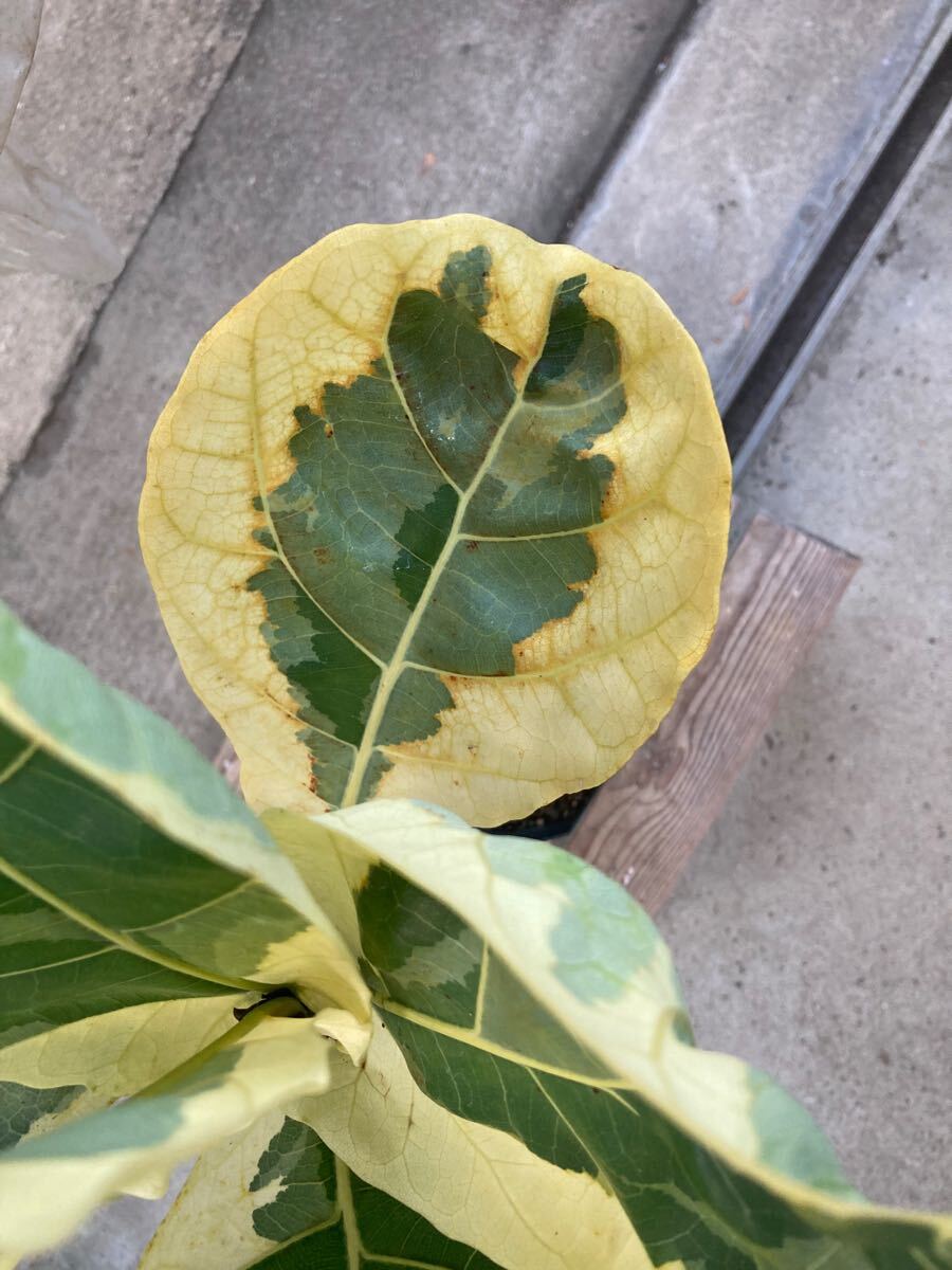 Yahoo!オークション - フィカス リラータ イヴォンヌ Ficus