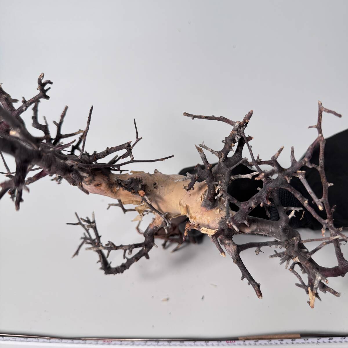 428 Commiphora kataf pure コミフォラ カタフ ピュア 428 Commiphora kataf pure コミフォラ カタフ ピュア