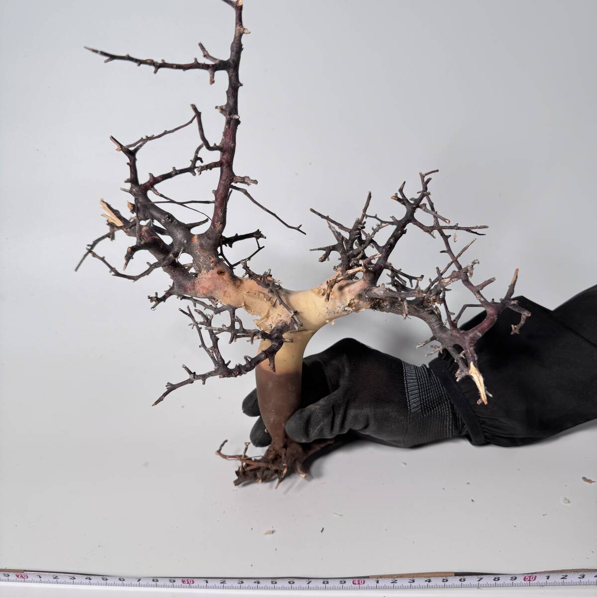 428 Commiphora kataf pure コミフォラ カタフ ピュア 428 Commiphora kataf pure コミフォラ カタフ ピュア