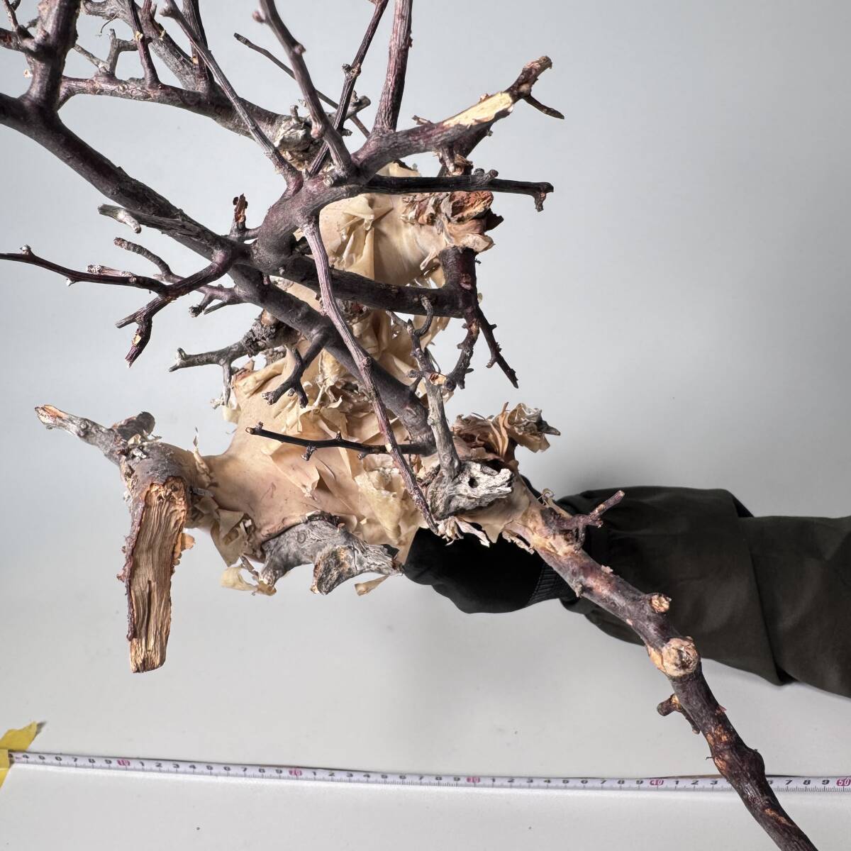 692 Commiphora kataf pure コミフォラ カタフ ピュア ベアルート株