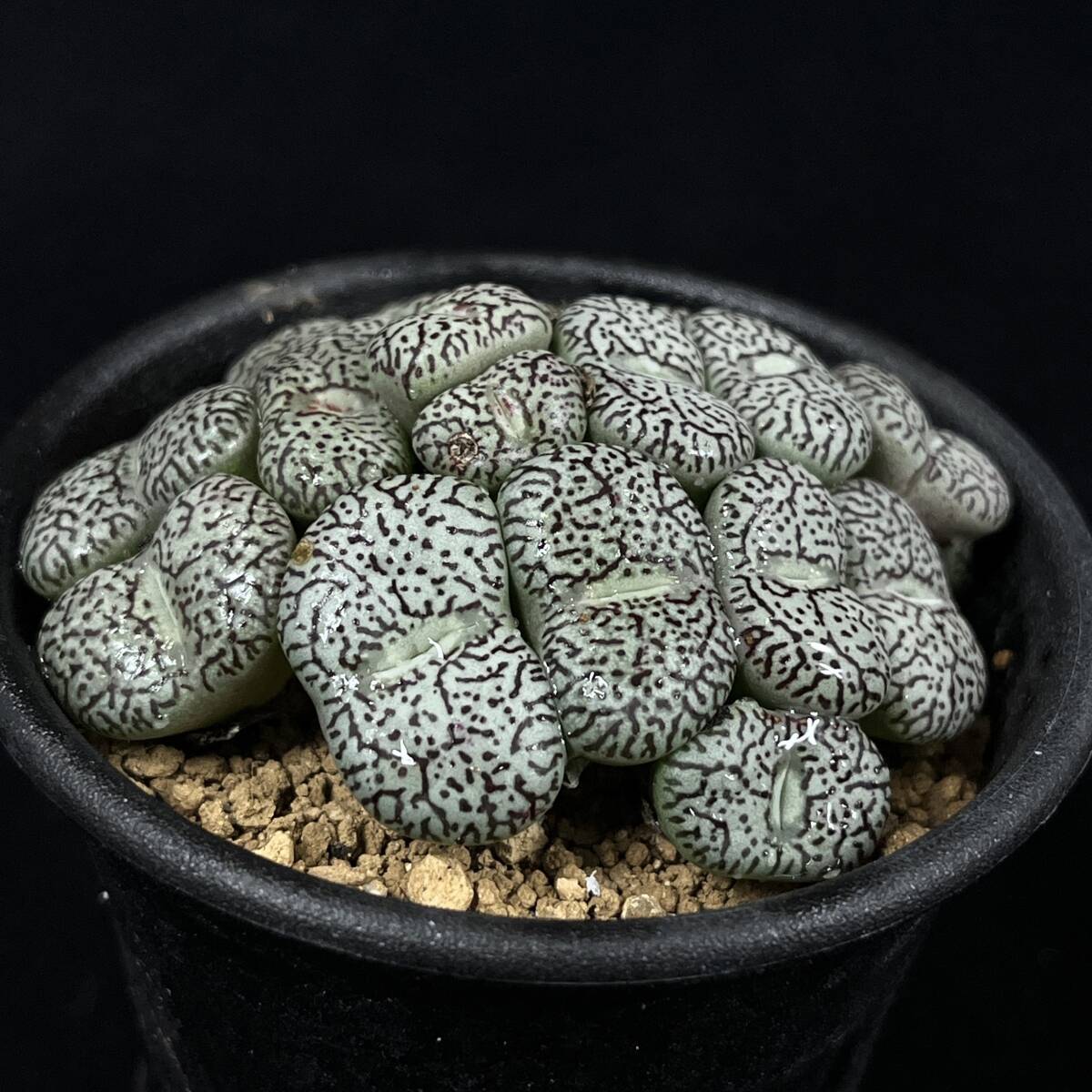 《PW》コノフィツム“ウィッテベルゲンセ，C.wittebergense”多肉植物 メセン
