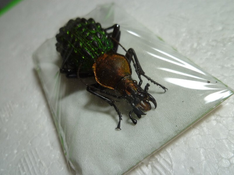 ■イボカブリモドキ(Coptolabrus pustulifer mirifcus)/湖北省.神農架産/48mm■　#外国産甲虫標本#昆虫標本#野外採集品#オサムシ#大型