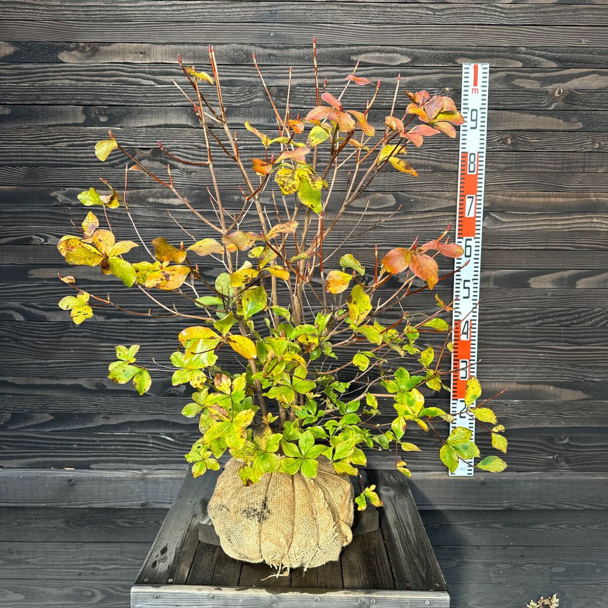 シロヤシオツツジ/大株【現品発送】管理60813 植木・庭木