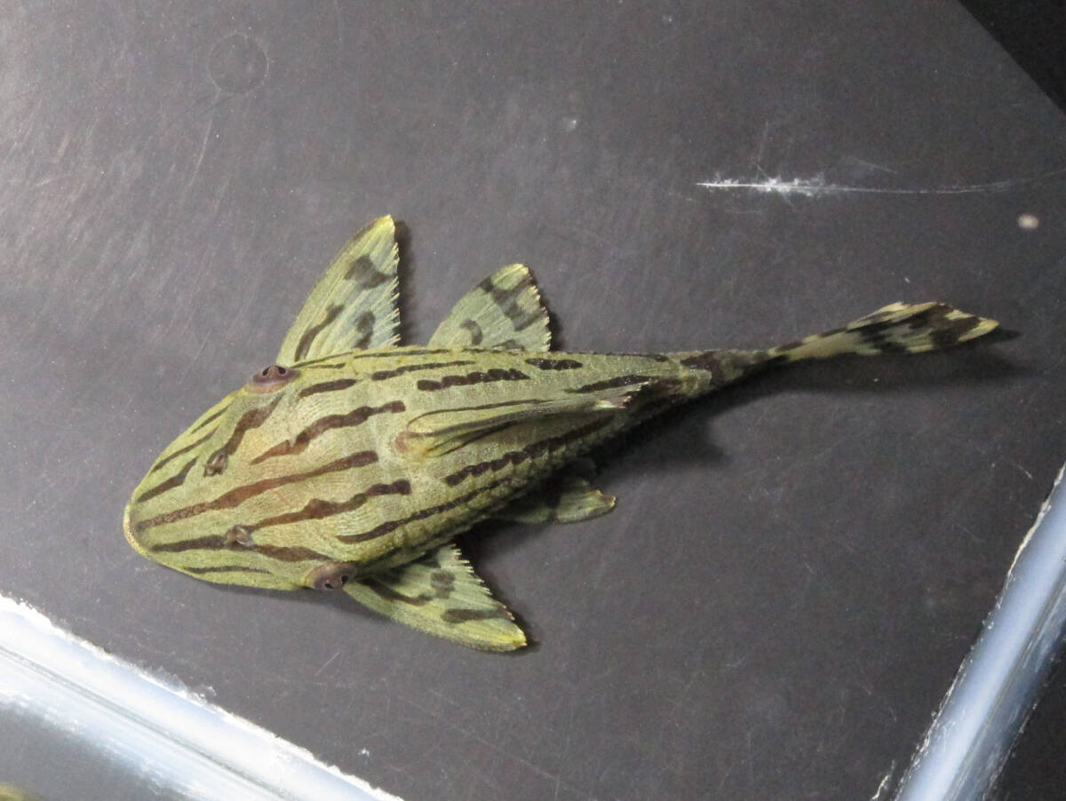  free shipping * green Royal Plecostomus 8cm