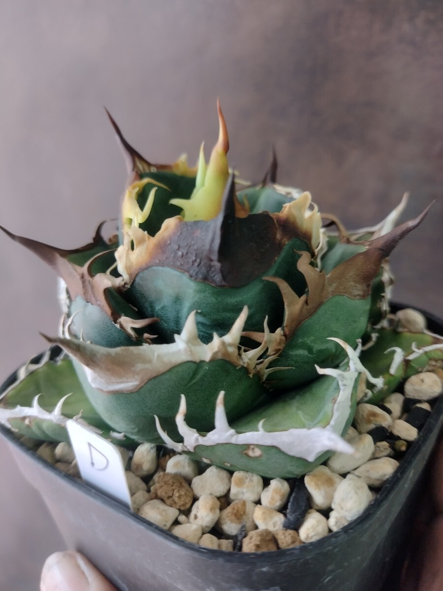 AGAVE TITANOTA 巌流】台湾の緑犀牛と同血統という話 アガベ AGAVE TITANOTA 巌流】台湾の緑犀牛と同血統という話 アガベ
