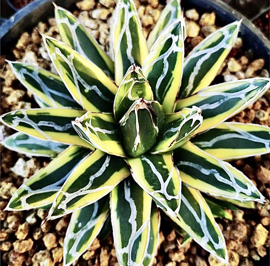 Bibian 比比昂- 【Lj_plants】Q129 多肉植物アガベ羽斑笹の雪極 Bibian 比比昂- 【Lj_plants】Q129 多肉植物アガベ羽斑笹の雪極