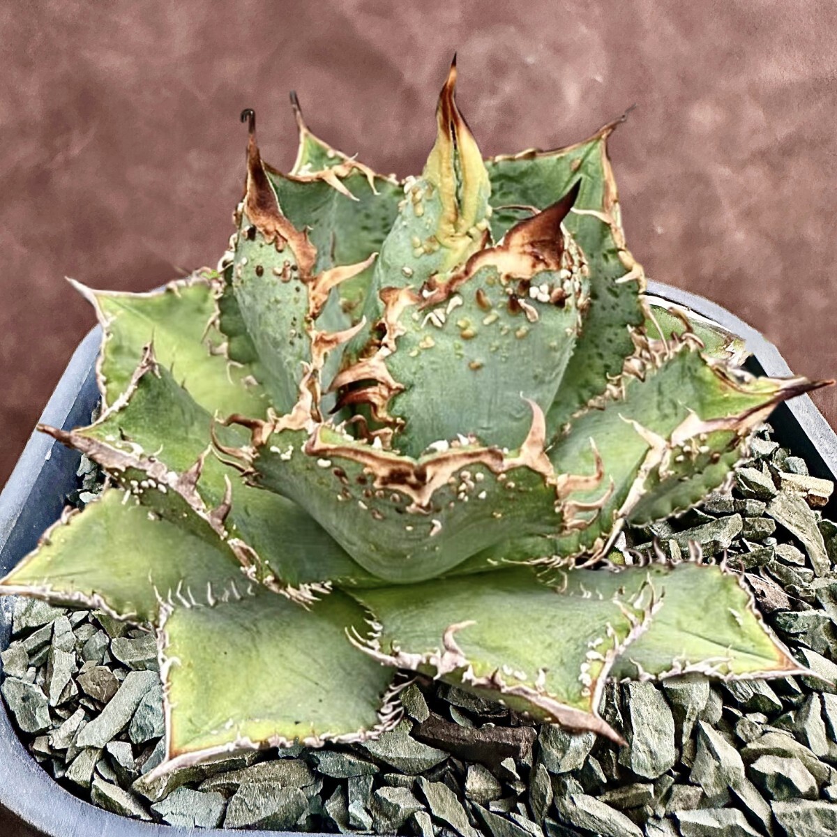 Yahoo!オークション - 【Lj_plants】Q251 アガベ チタノタ 金蝉 Yahoo!オークション - 【Lj_plants】Q251 アガベ チタノタ 金蝉