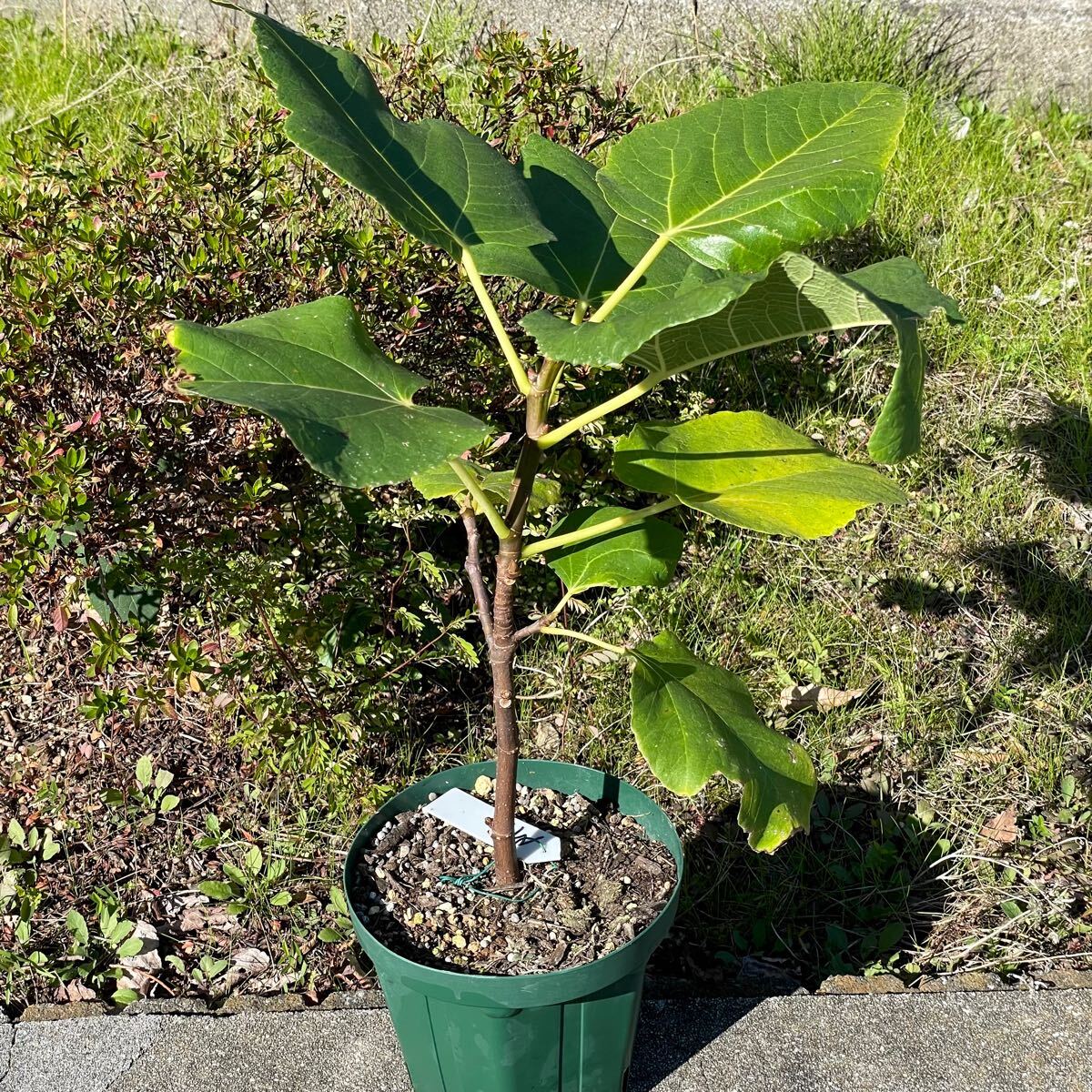 Martinenca Rimada苗　イチジク苗 いちじく苗 イチジク苗木