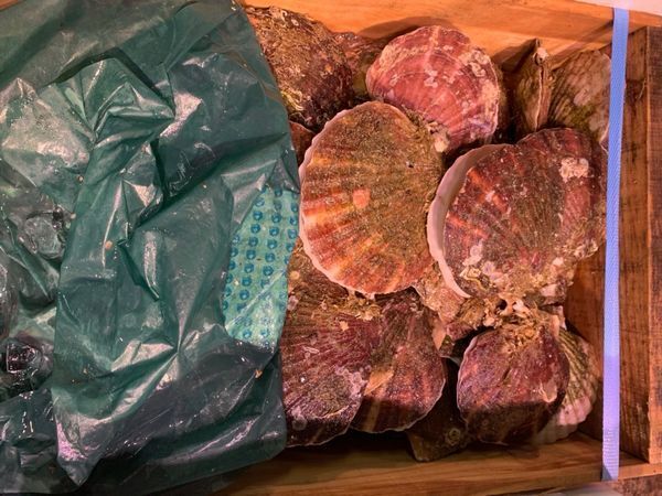  Hokkaido производство сырой гребешок 2 год .2kg(10 листов передний и задний (до и после) )(B) север . прямые продажи *. длина *..*.( наложенный платеж не возможно )