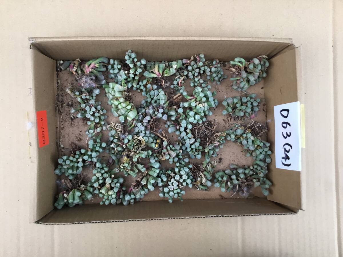 在庫処理 D63　詰め合わせセット　24苗　多肉植物　エケベリア　サボテン　観葉植物　花　園芸　レア種　カット苗
