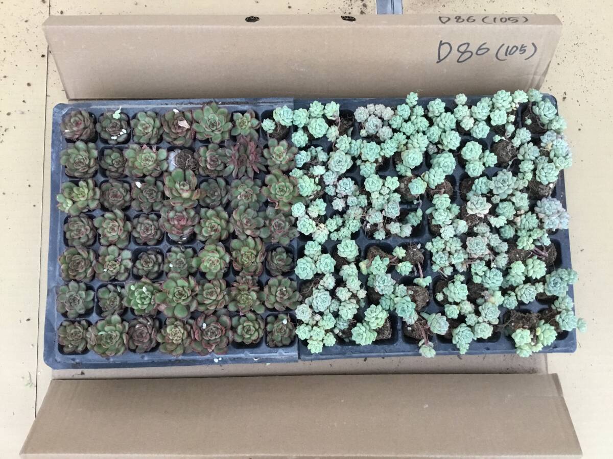 在庫処理 D86　詰め合わせセット　105苗　多肉植物　エケベリア　サボテン　観葉植物　花　園芸　レア種　土と根付き
