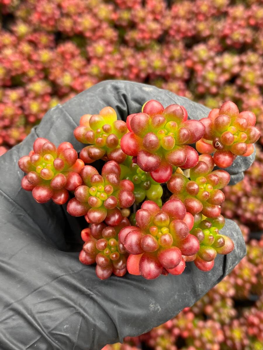 新入荷 ベリー A117-3*72苗 多肉植物 土と根付き エケベリア レア種 韓国苗 サボテン 詰め合わせ