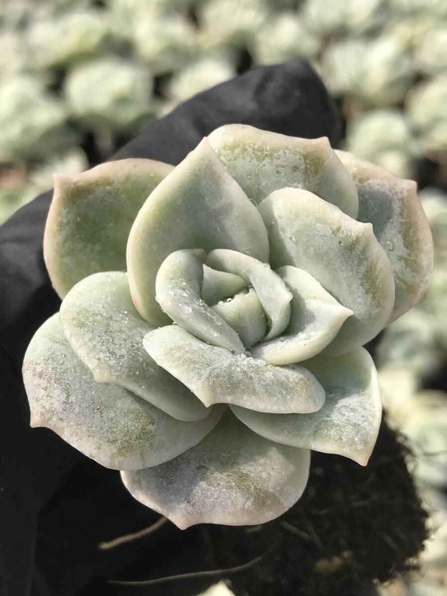 新入荷 バラ A45-2*105苗 多肉植物 土と根付き エケベリア レア種 韓国苗 サボテン 詰め合わせ