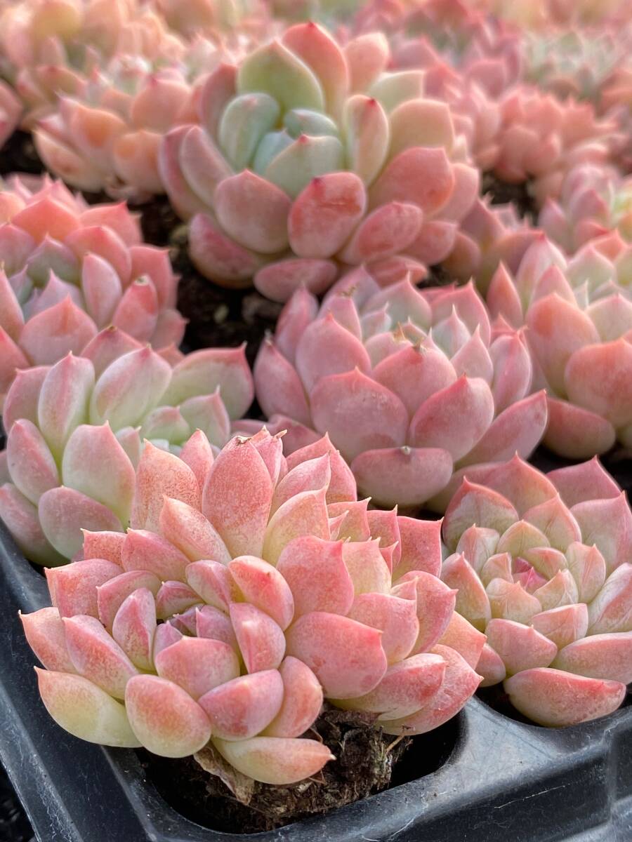 新入荷 美しい夢 A88-1*105苗 多肉植物 土と根付き エケベリア レア種 韓国苗 サボテン 詰め合わせ