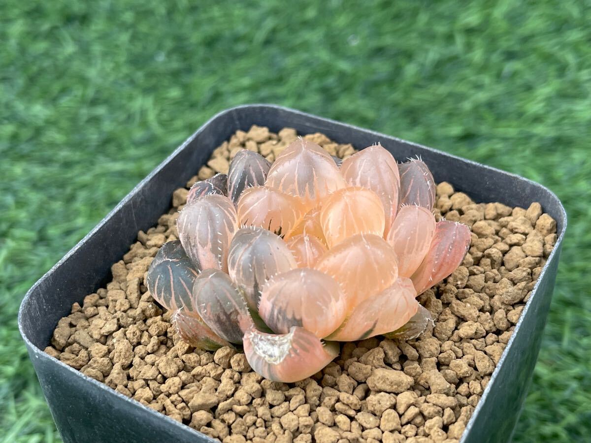 多肉植物 ハオルチア 赤線オブツーサ錦 花、園芸 多肉植物 ハオルチア 赤線オブツーサ錦 花、園芸