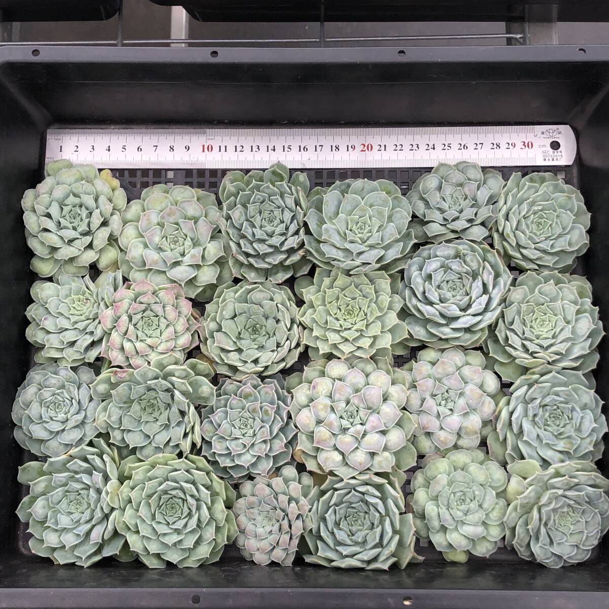 エケベリア24個　1119-D001　メキシコティアーズ　多肉植物　カット苗　寄植え　出荷日11/22か23