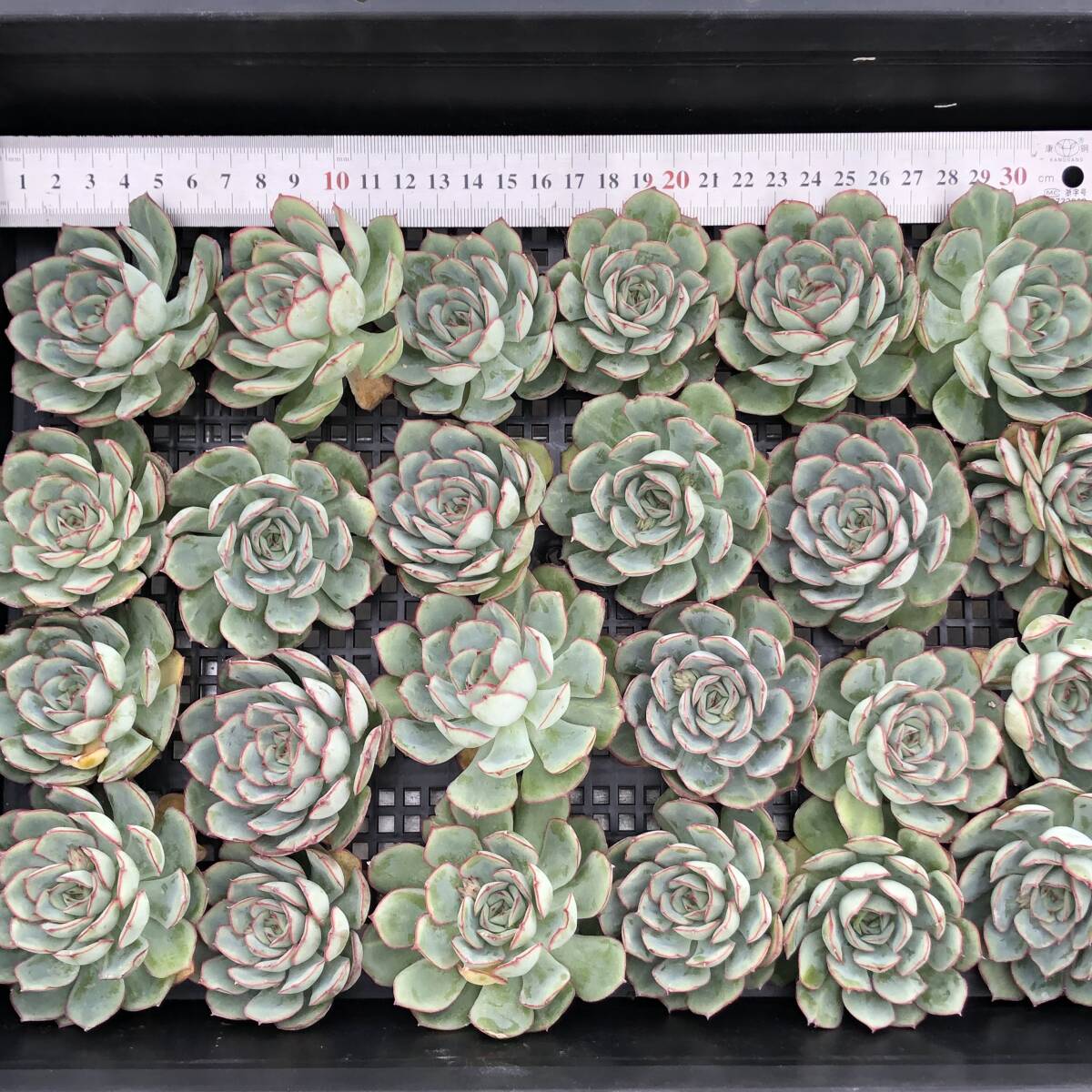 エケベリア24個　1119-D013　ウィンドミル　多肉植物　カット苗　寄植え　出荷日11/22か23