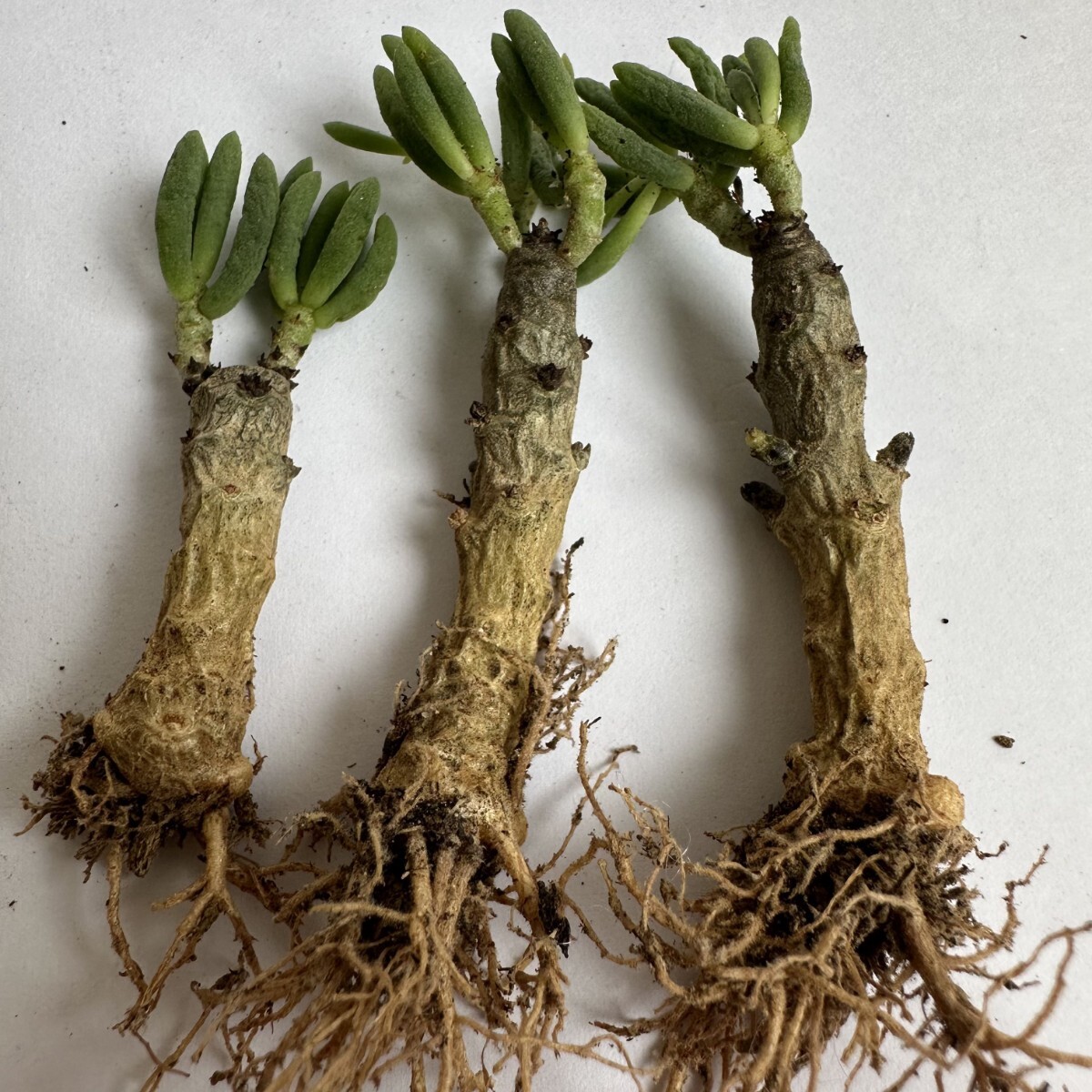2004..塊根珍奇植物 Tylecodon reticulatus チレコドン レティキュラータス 冬型 特選実生 3株