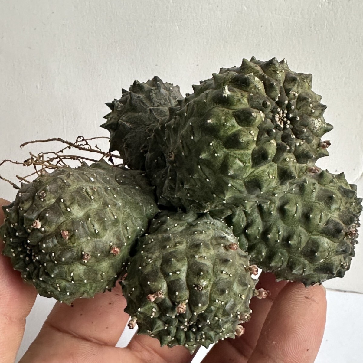 2070..球根植物 サボテン Euphorbia gymnocalycioides ユーフォルビア　ギムノカリキオイデス 稀少多頭株　