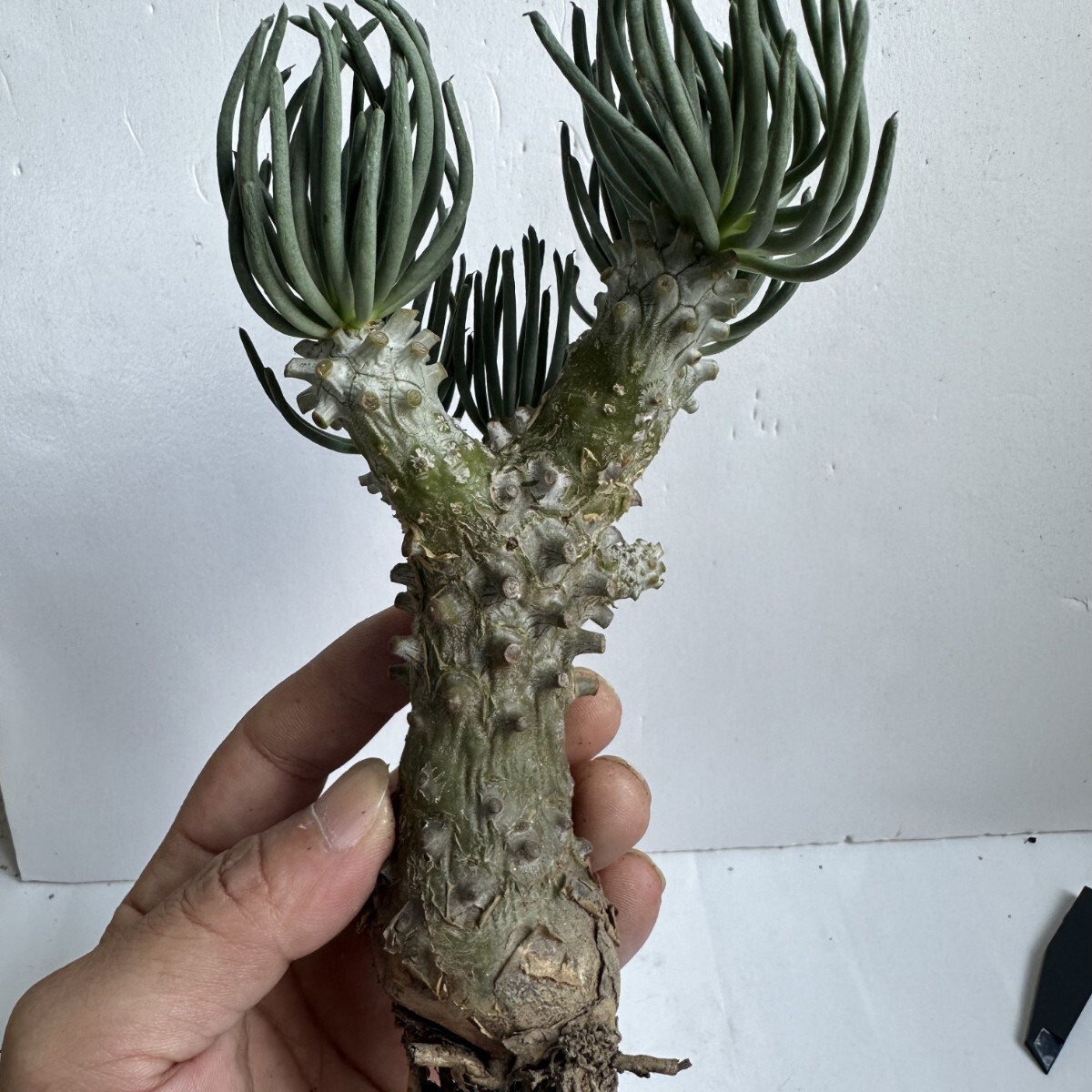2134..塊根植物 貴重植物 チレコドン ワリチー Tylecodon wallichii コーデックス 冬型 特選大株