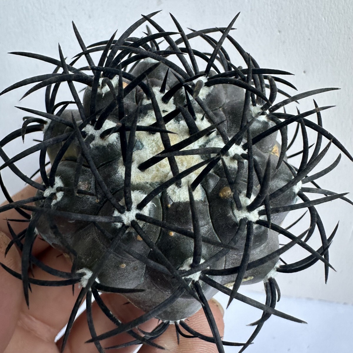 選抜 Copiapoa コピアポア グリセオビオラセア 栗星玉 3株セット