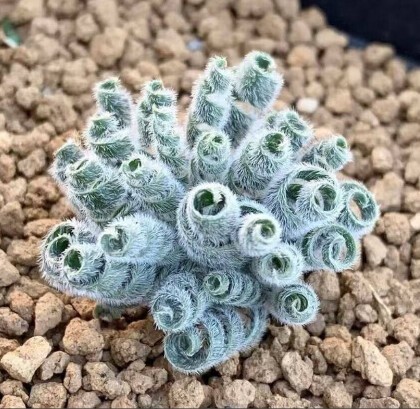 2042..多肉植物 / 球根　ゲチリス ラヌギノサ Engelsepunt　/　Gethyllis lanuginosa