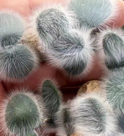 2076..多肉植物 珍奇植物 輸入球 ストルマリア ヴィローサStrumaria Villosa 特選 10苗
