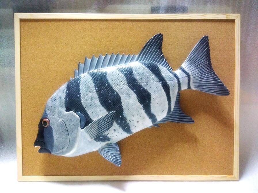 立体魚拓　イシダイ　石鯛