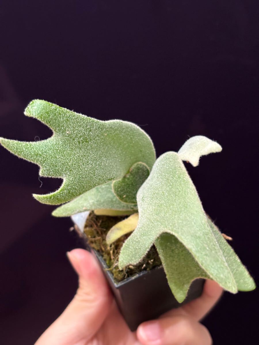 Bibian 比比昂- P. willinckii cv. TFN #1 OC 株分けビカクシダ Bibian 比比昂- P. willinckii cv. TFN #1 OC 株分けビカクシダ