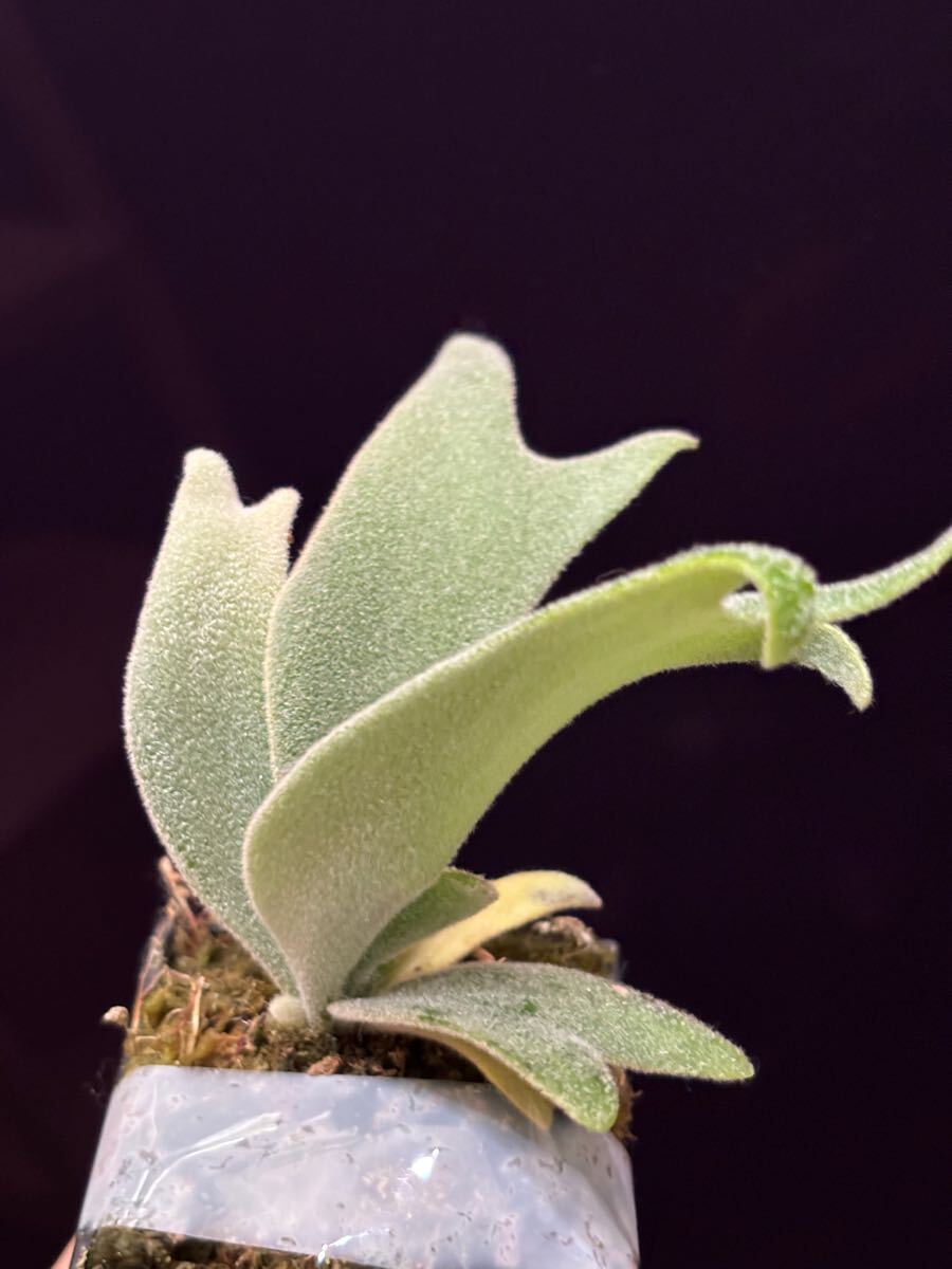 Bibian 比比昂- P. willinckii cv. TFN #1 OC 株分けビカクシダ Bibian 比比昂- P. willinckii cv. TFN #1 OC 株分けビカクシダ